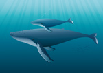 Humbpack whales