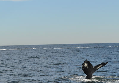 Humpback whale flukes