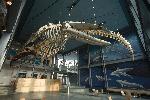 Lobby of Whaling Museum