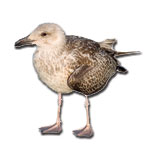 seagull