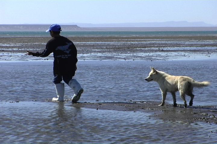 Boy walking on sand at low tide with dog.