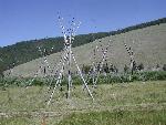 Tipi poles at Big Hole Battlefield