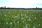 Camas blooming at Weippe Prairie