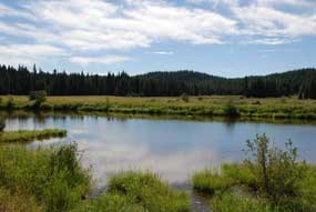 A small lake surrounded by green meadows and shrubs.