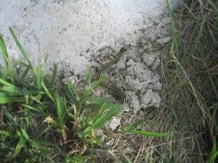 A garter snake laying on a rock near short grasses.