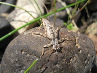 A macro-invertebrate resting on a rock.