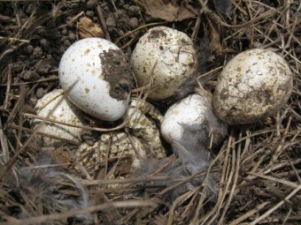 Four bird eggs in a nest.