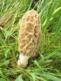 A morel mushroom surrounded by small grasses.