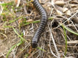 A millipede crawling on short grasses.