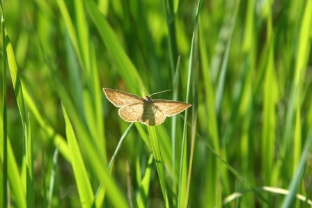 Moth resting on a tall grass.