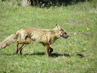 A small fox walking on grass.