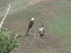 Two bald eagles, one adult and one juvenile, resting on a tree branch.