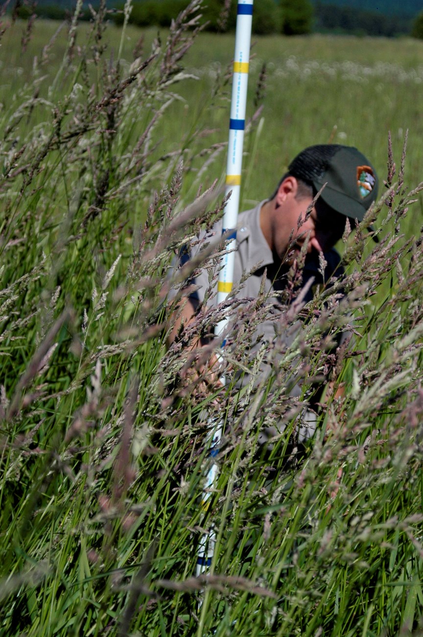 A male ranger measuring tall grasses with a measuring stick.
