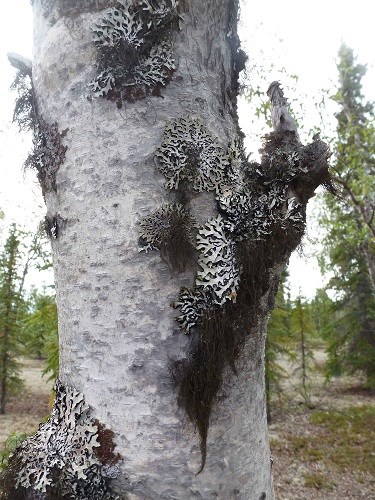 Several species of lichen, including Black Tree lichen, on a tree