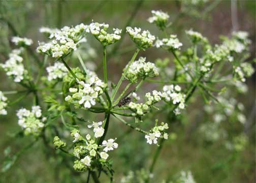 A poison hemlock plant with white flowers attached.