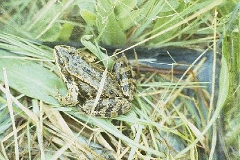 A spotted frog sitting on grasses.