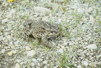 A western toad sitting on small rocks and grasses.