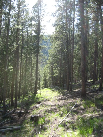 Lodgepole pine wooded area at Big Hole Battlefield.