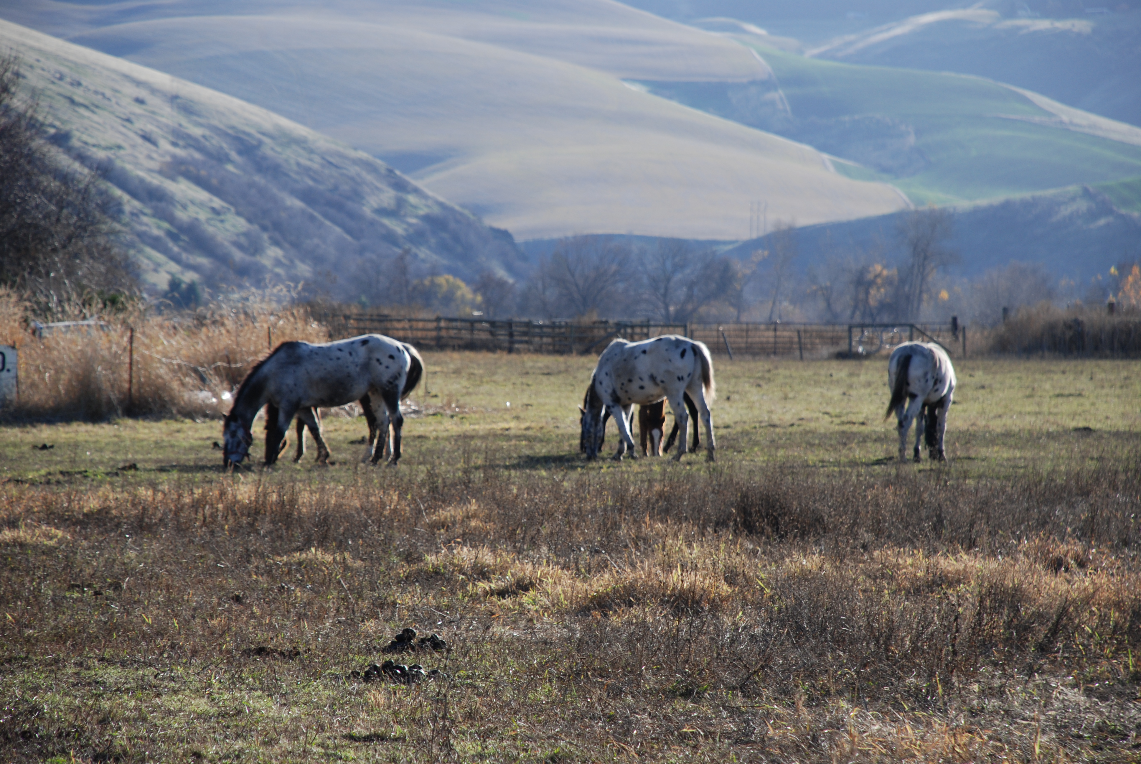 Appaloosa horses in Lapwai, Idaho