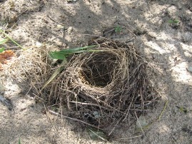 Ground nest