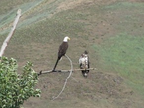 bald eagles