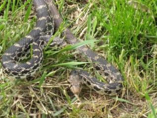 bull snakes