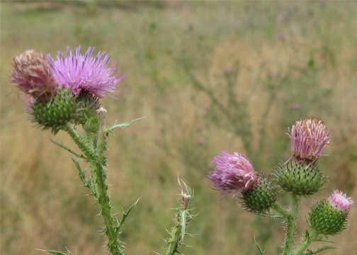Canada thistle at White Bird, Idaho