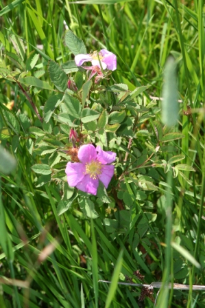 Wild Rose