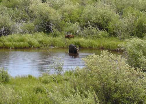Cow moose and calf at Big Hole National Battlefield