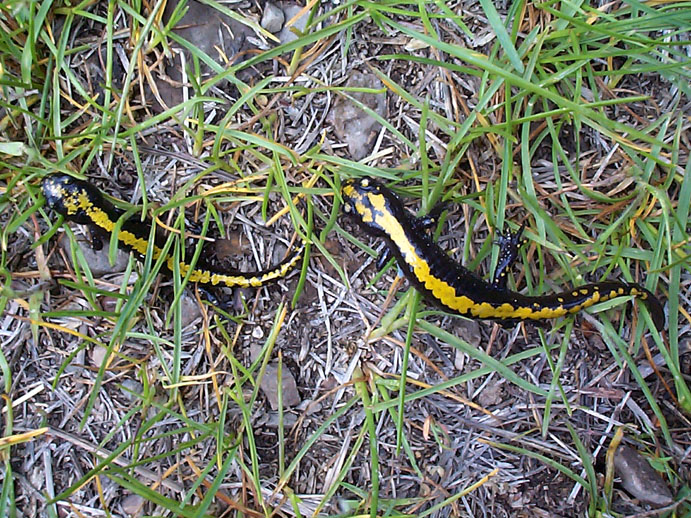long-toed salamanders