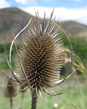 teasel at the Nez Perce National Historical Park's Spalding site, Idaho