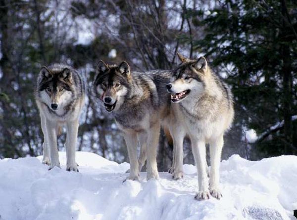 Gray wolves