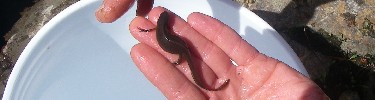 Eastern newt