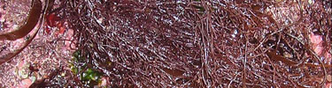 Close-up of red algae