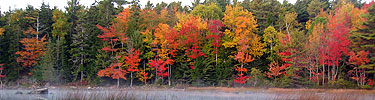Fall colors