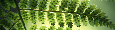Light shines through a fern