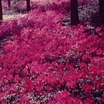 Pinkster is Saturday May 25