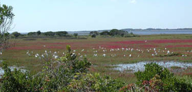 salt marsh