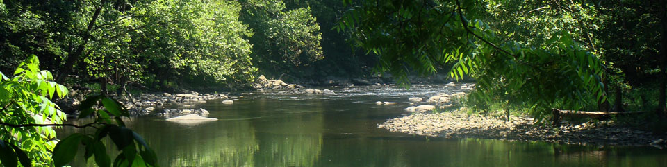 river flowing through forest
