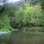 river flowing through forest