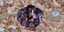 coiled timber rattlesnake coiled timber rattlesnake