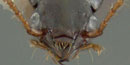 Bembidion nigrpiceum Bembidion nigrpiceum
