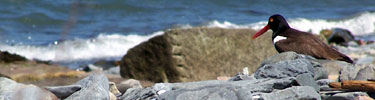 American Oystercatcher on Great Brewster Island