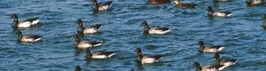 Flock of waterfowl