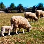 Sheep Grazing with Young Lambs Sheep Grazing with Young Lambs