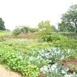 Summer in the Garden Patch Summer in the Garden Patch