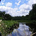 A creek surrounded by foliage A creek surrounded by foliage