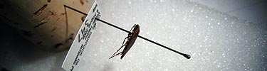 pinned insect with label