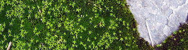 Bright green moss on gray granite