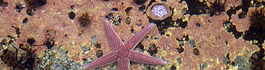 Pink seastar sits in tidepool.